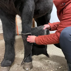 Belegg til stallbandasje i norsk ull